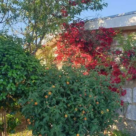 Casa De Campo - Olive House Areias de Vilar Exterior photo